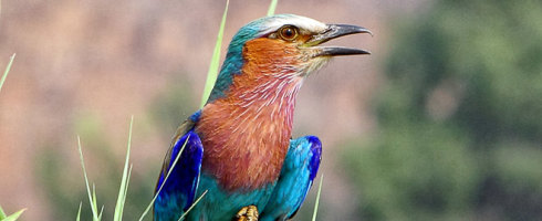 Farbenprächtige Gabelracke im Chobe Nationalpark