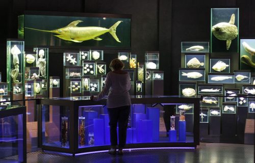 Boddenküste Darß Kraniche 2023 Exponate in d. Ausstellung im Ozeaneum