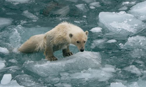 Ostgrönland 2026 Borvig Eisbär