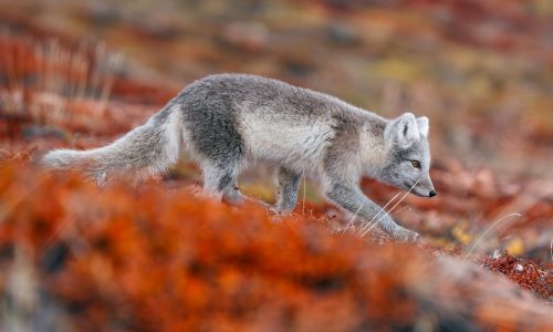Ostgrönland 2026 Polarfuchs