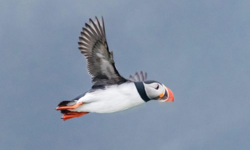 Fliegender Papageientaucher auf Grimsey Hurtigruten 2023