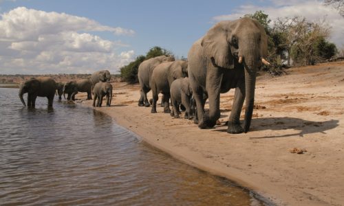 Chobe National Park Elefanten am Wasser