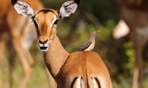 Antilope mit Vogel