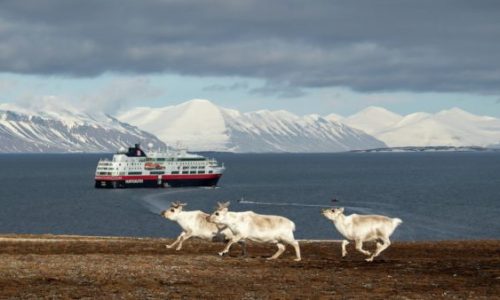 Spitzbergen Rentiere vor Hurtigruten-Schiff
