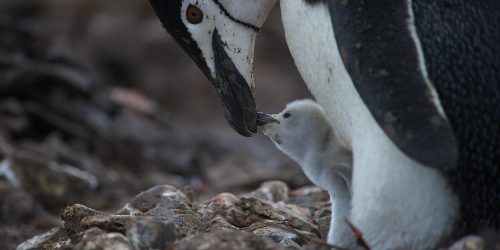 Antarktis Pinguin Küken mit Mutter