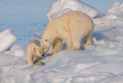 Spitzbergen Eisbärmutter mit Jungem