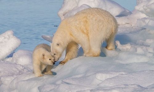 Spitzbergen Eisbärmutter mit Jungem