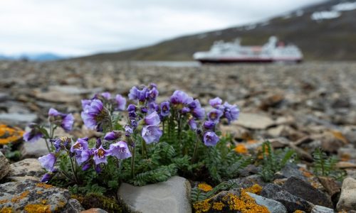 lila Blüten in Steinen, Hurtigruten 2023