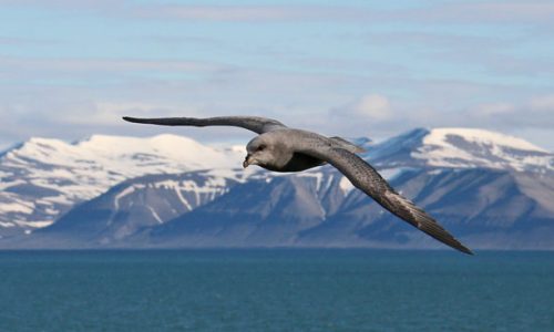 Spitzbergen Nordre-Isfjorden-Nationalpark Vogel