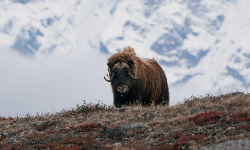 Ostgrönland 2026 Moschusochse