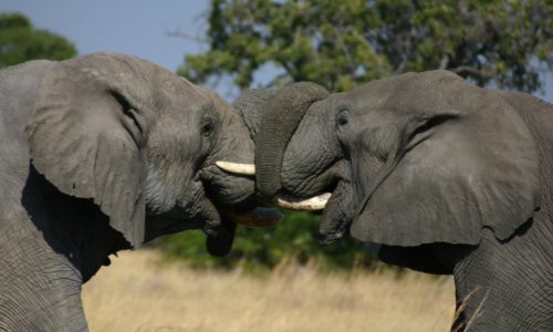 Elefanten mit verschlungenen Rüsseln