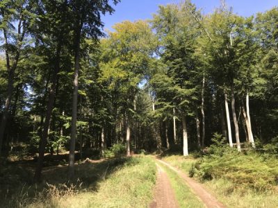 Usedom Wald