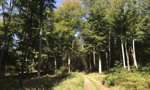 Usedom Wald