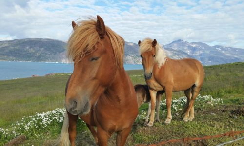 Island-Pferde Hurtigruten 2023