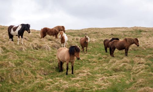 Pferdeherde Islandpferde auf Grimsey Hurtigruten 2023