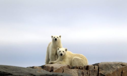 Spitzbergen 2 Eisbären