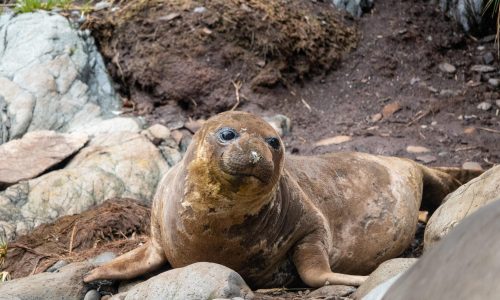 Seehund Hurtigruten 2023