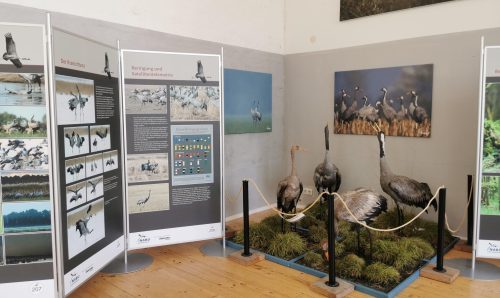 Havelland 2026 Kraniche Linum