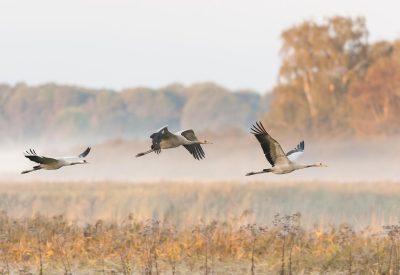 Kraniche_Damschen bearbeitet