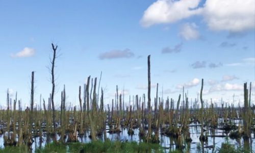 Usedom Landschaft Peenetal