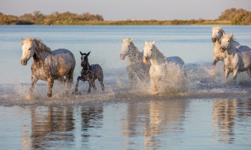 Camargue Pferde im Wasser