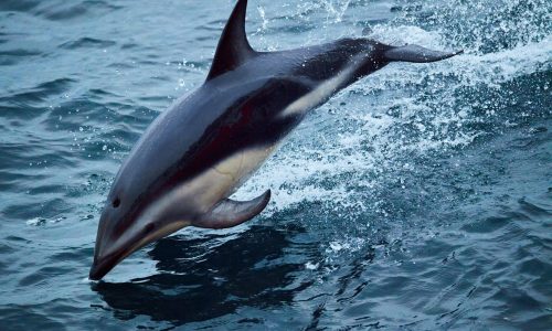 Delphin auf See Hurtigruten 2023