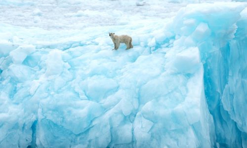 Ostgrönland 2026 Eisbär