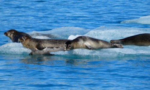 Seehunde Gletscherlagune