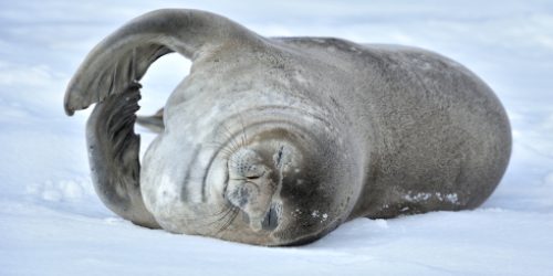 Seerobbe auf Deception Island in der Antarktis
