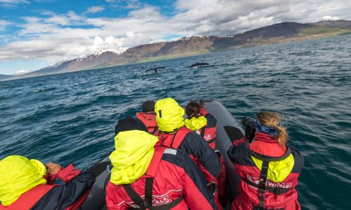 Expedition, Walbeobachtung Westisland Hurtigruten 2023