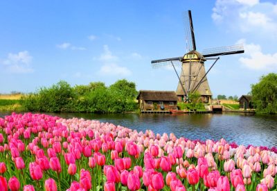 A-ROSA Tulpenblüte Rhein 2023 Windmühle Holland