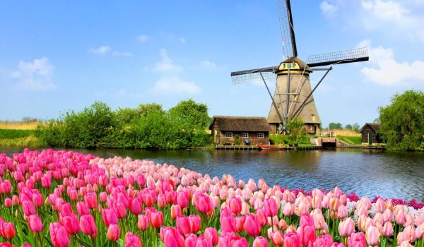 A-ROSA Tulpenblüte Rhein 2023 Windmühle Holland