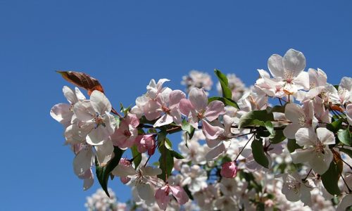 Apfelblüten im Sommer in Norwegen