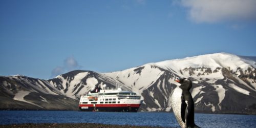 Deception Island Pinguin Hurtigruten-Schiff