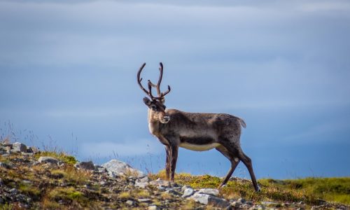 Norwegen - Heimat vieler Rentiere