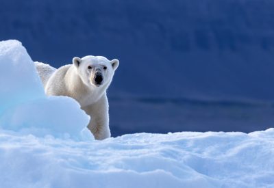 Grönland Eisbar Kachel