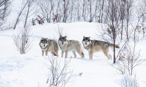 Norwegen, Winter, Wölfe