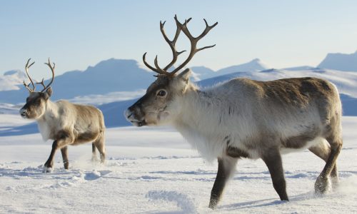 Rentiere im Schnee